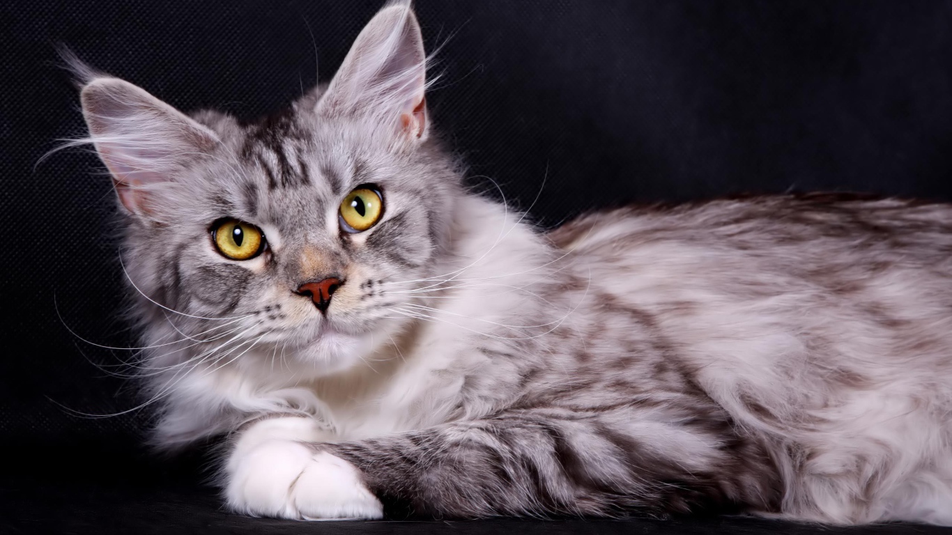 Silver Maine Coon cat on a dark background Desktop wallpapers 1366x768