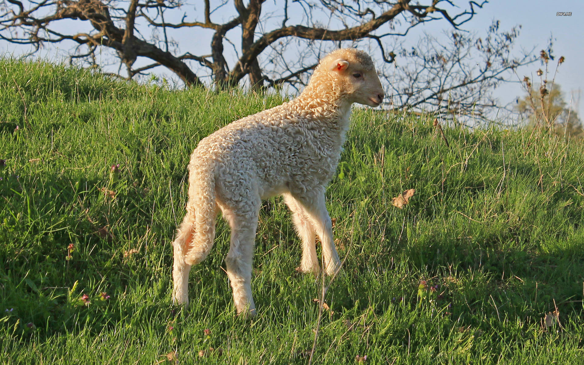 Lamb Wallpaper Animal