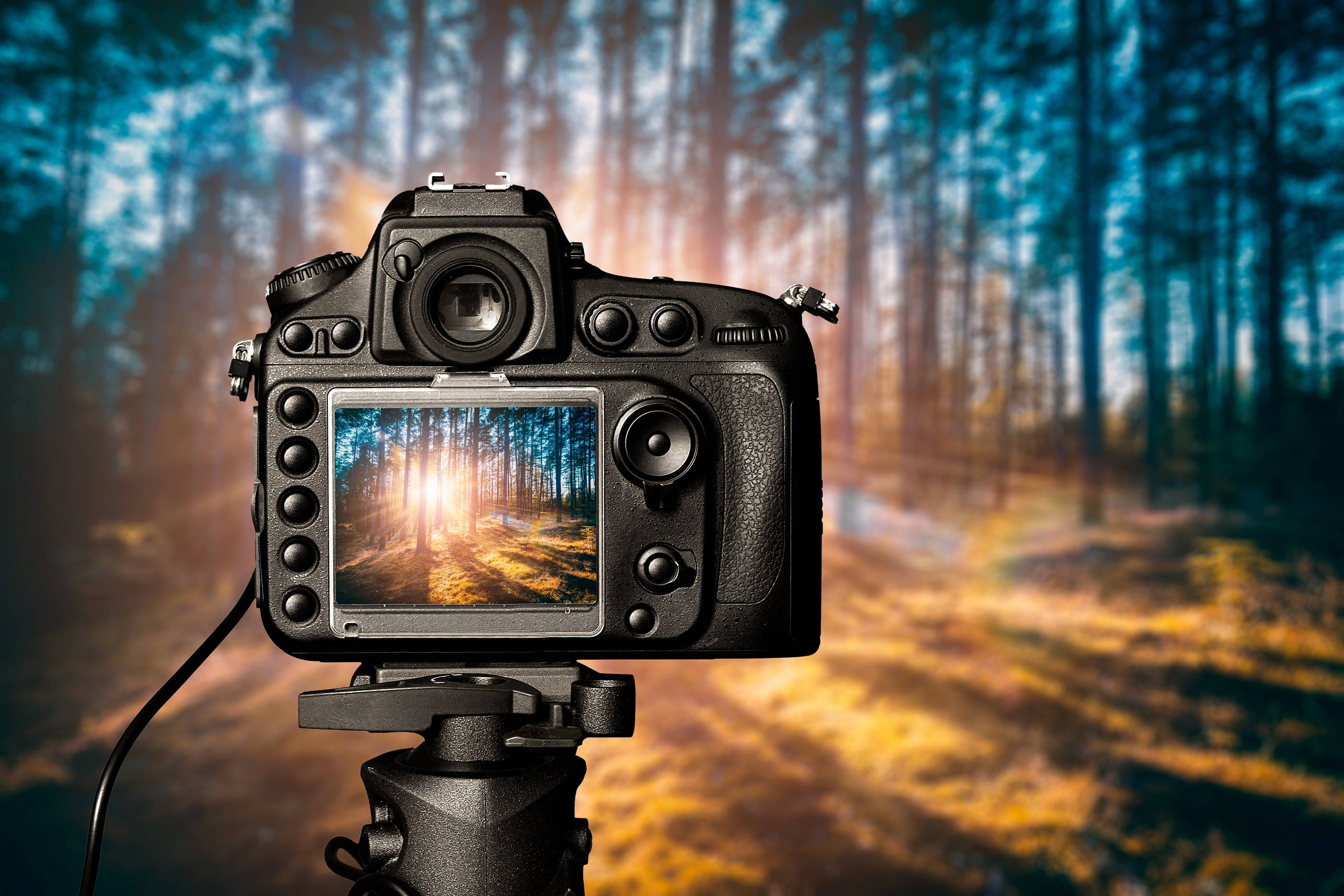 HD Camera In A Forest Wallpaper