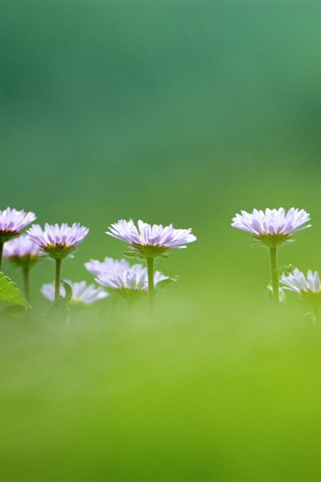 Cute Purple White Flower Iphone 4s Wallpaper Hd