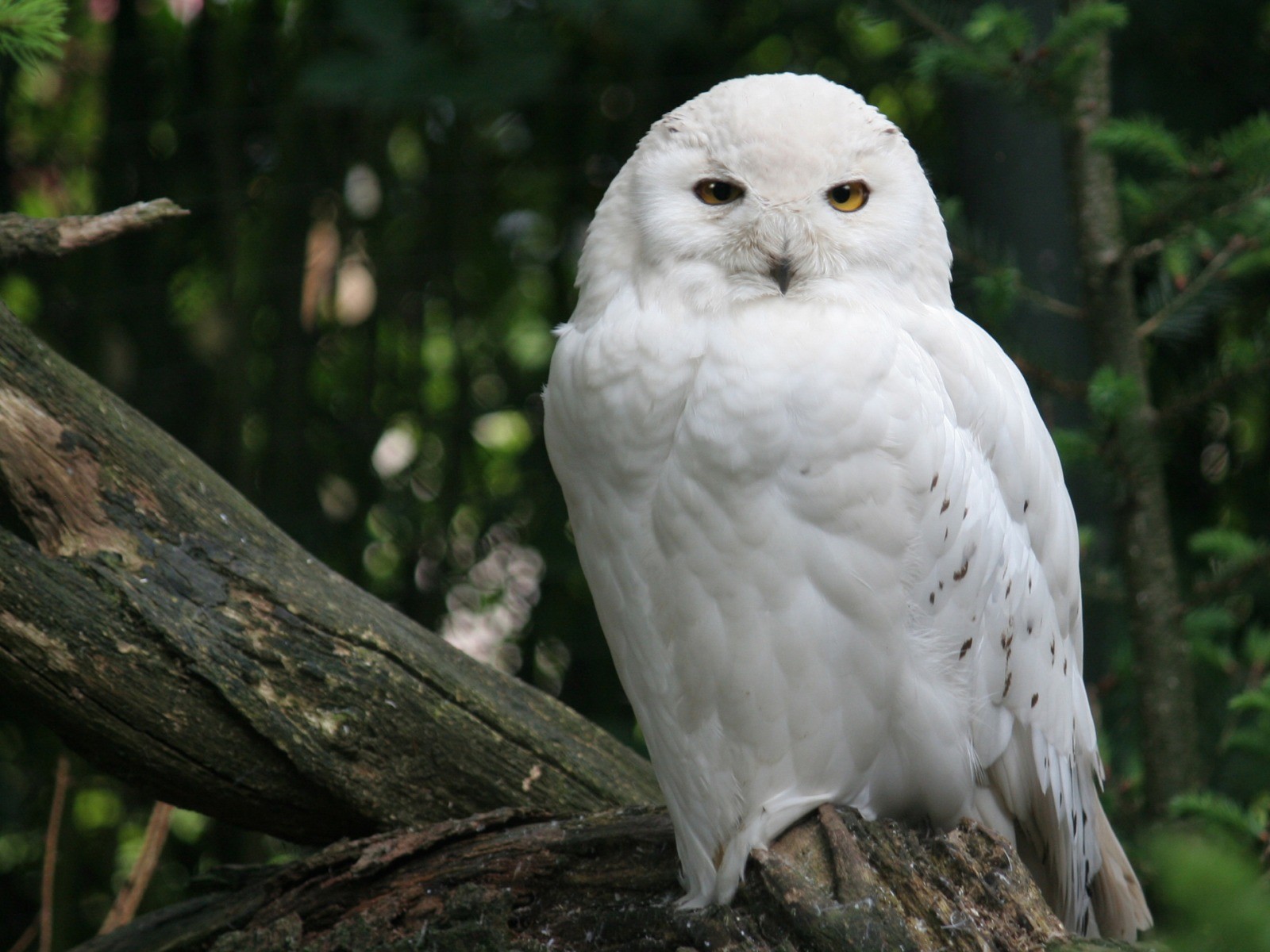 HD Wallpaper White Owl