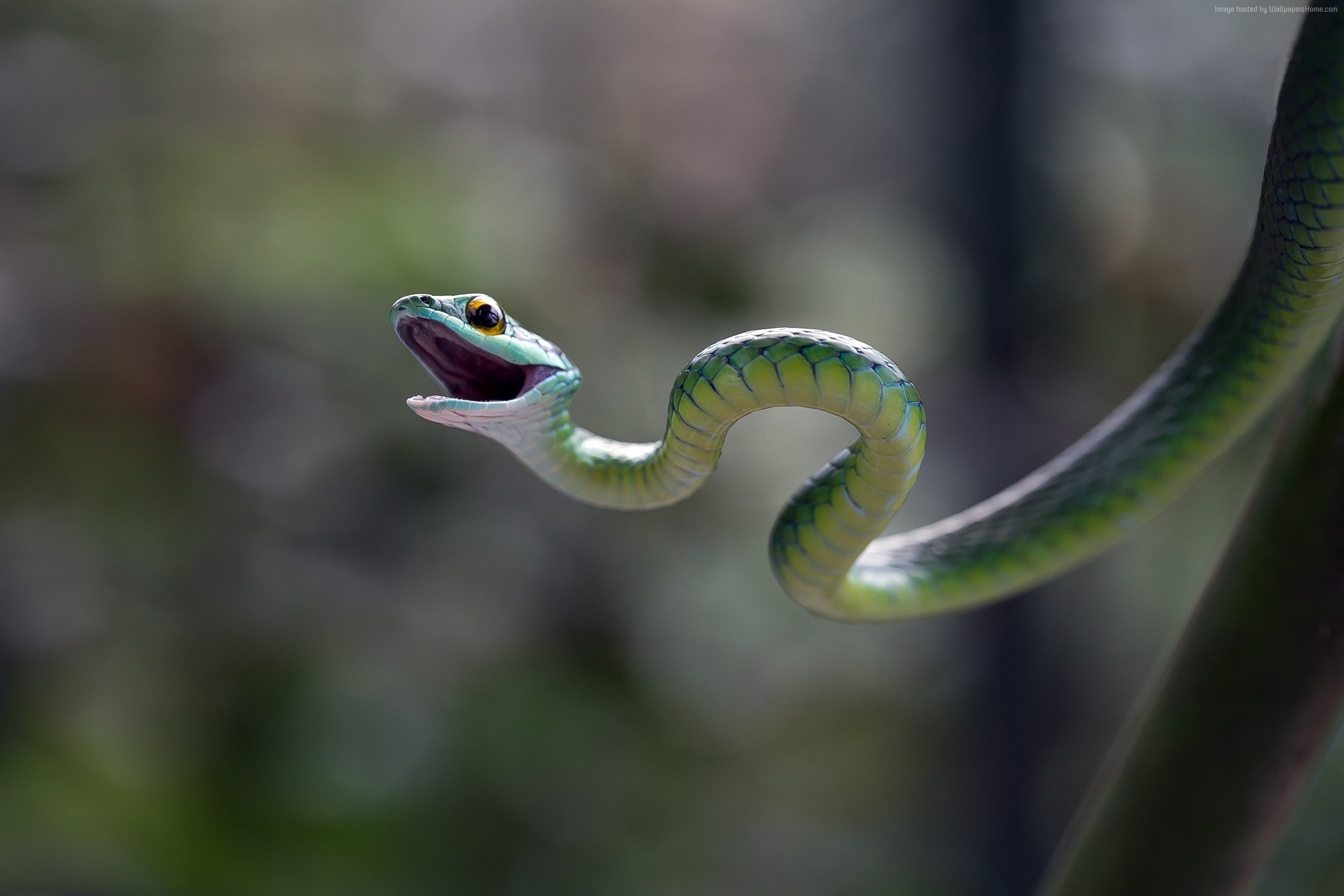 Eastern Green Mamba Blur Macro Snake