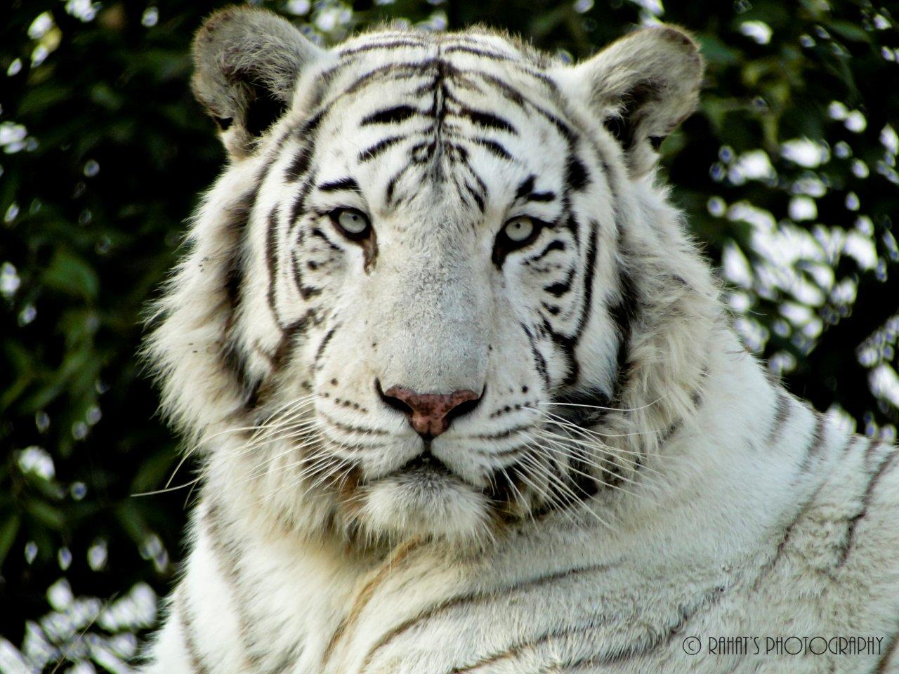 White Tiger Free Wallpapers Desktop Tiger Tiger Wallpapers White