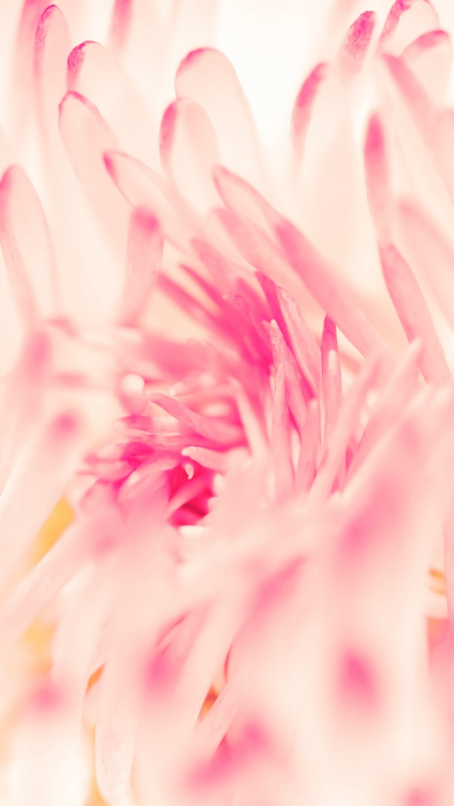 Spring Daisy Flower iPhone 5s Wallpaper