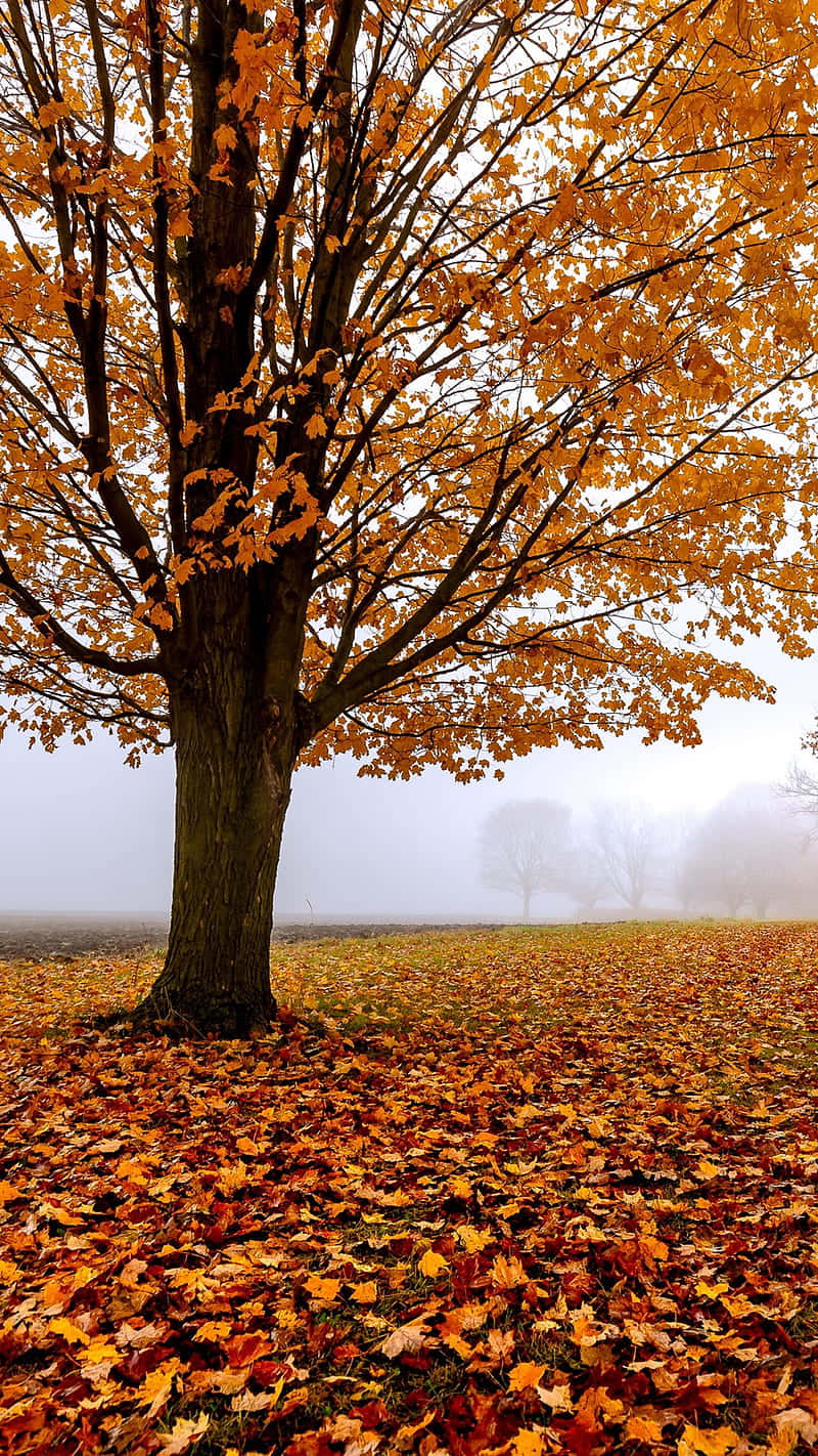 Autumn iPhone Plus With A Lonely Tree Wallpaper