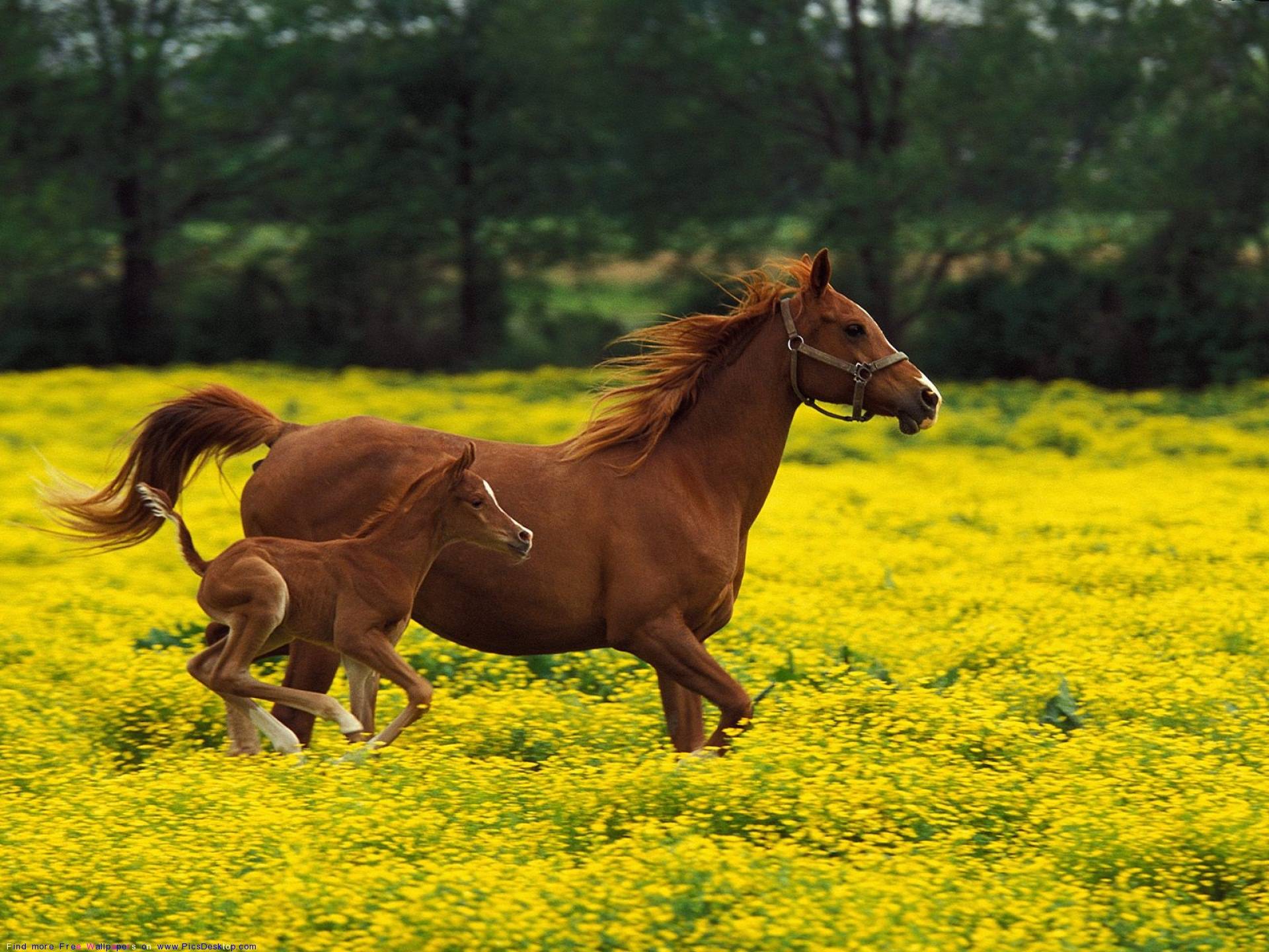 Mare And Foul Running Baby Farm Animals Wallpaper