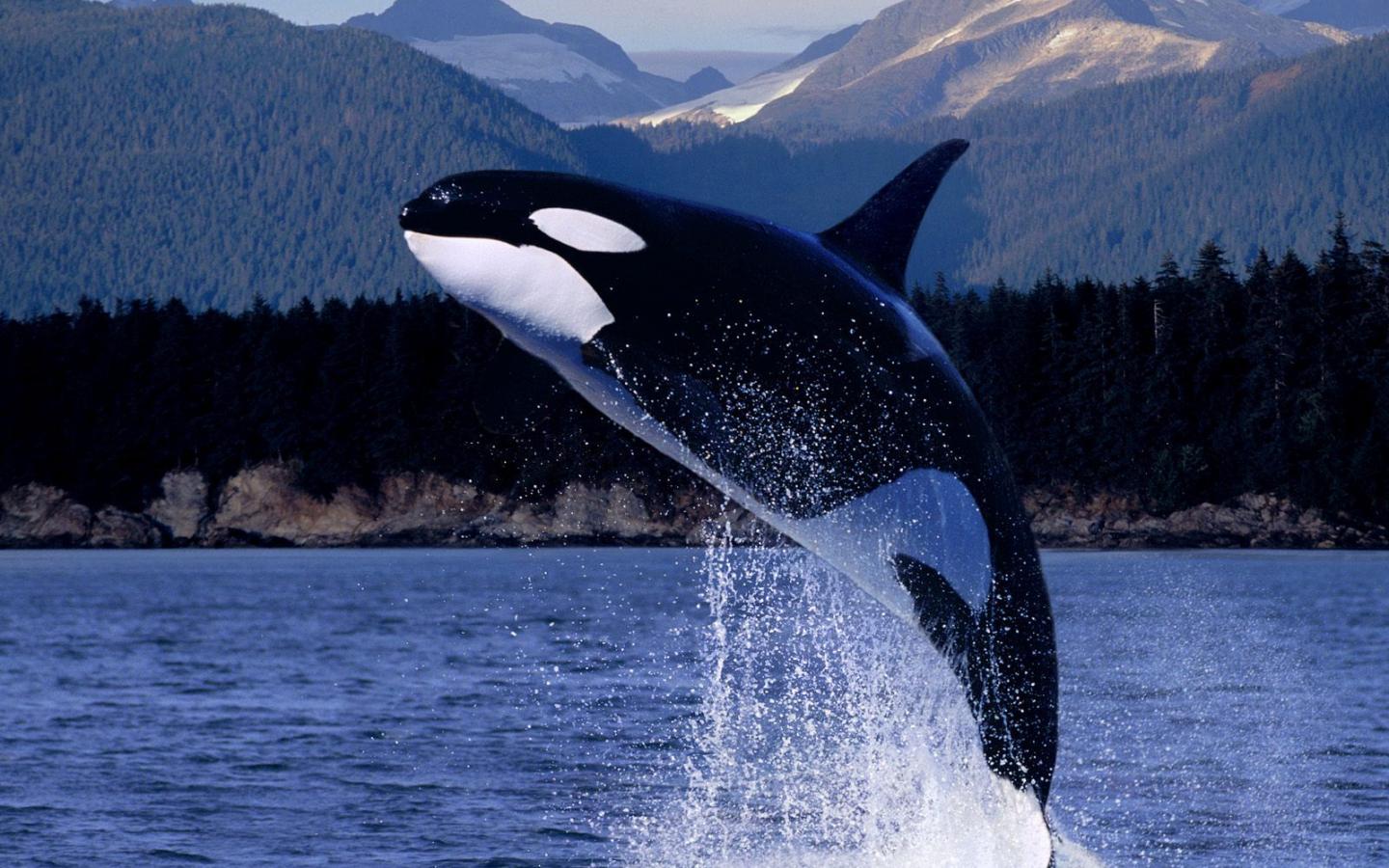 Animal Whales Whale Photos Pictures Animals