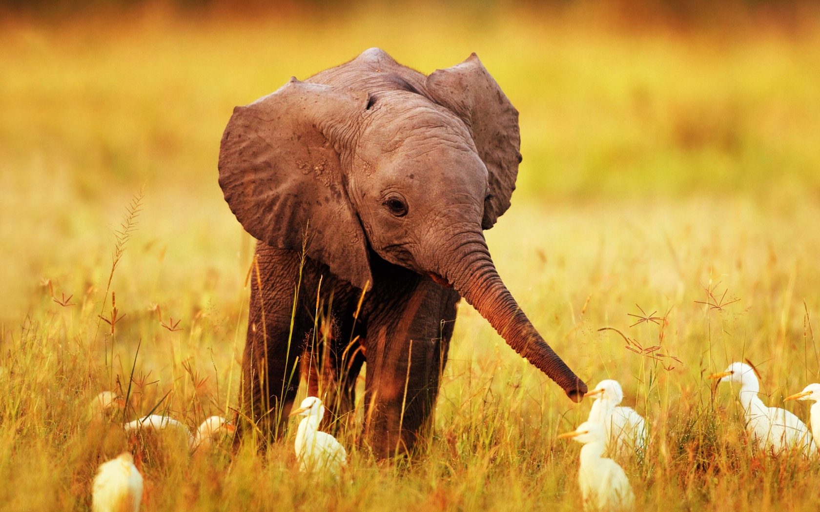 Baby Elephant With Bird HD Wide Desktop Wallpaper Daily