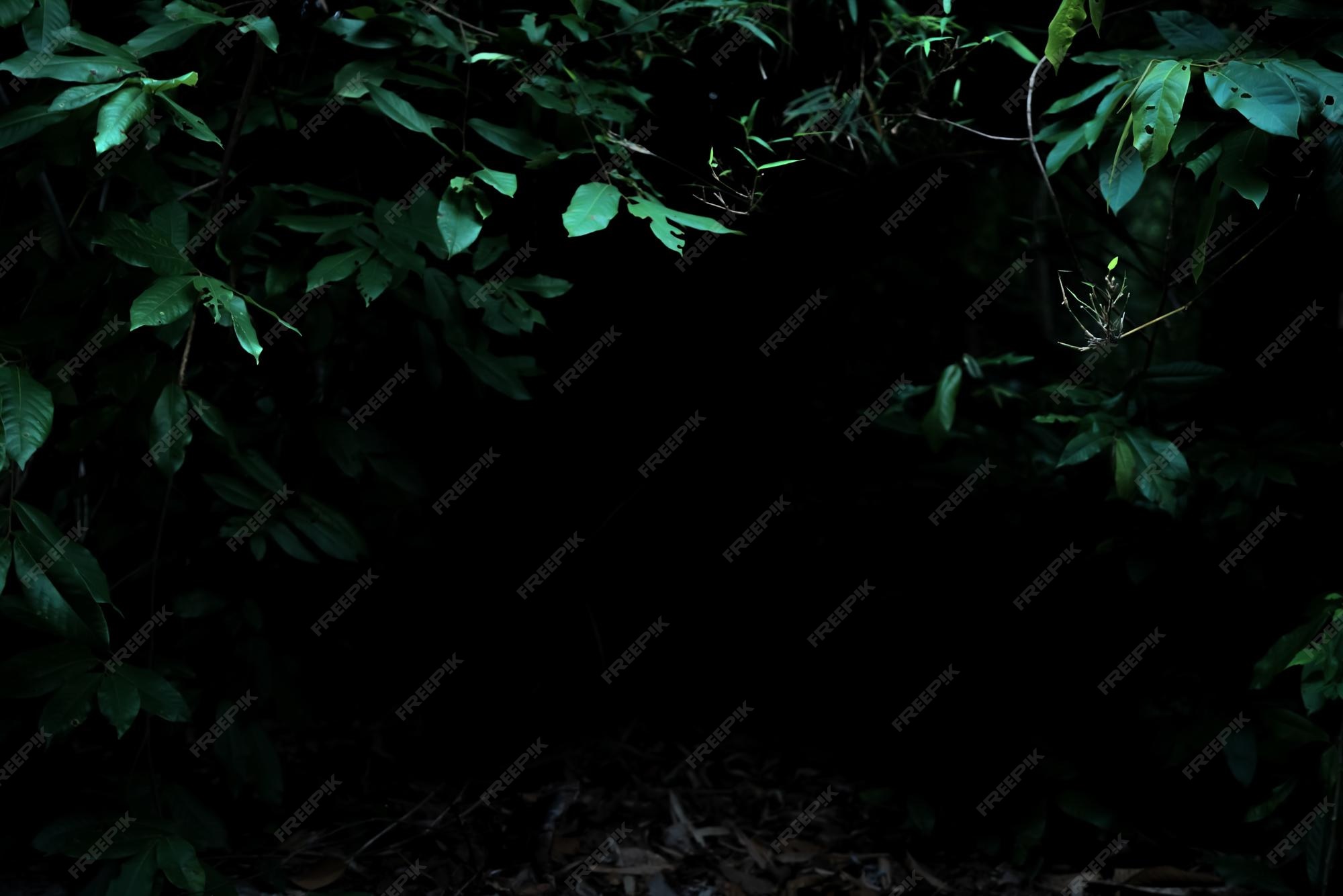 Dark Nature HD Wallpaper