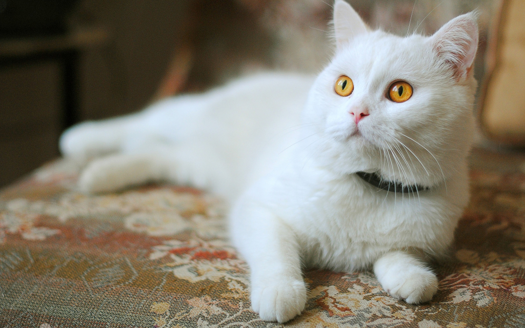 White Cat HD Wallpaper