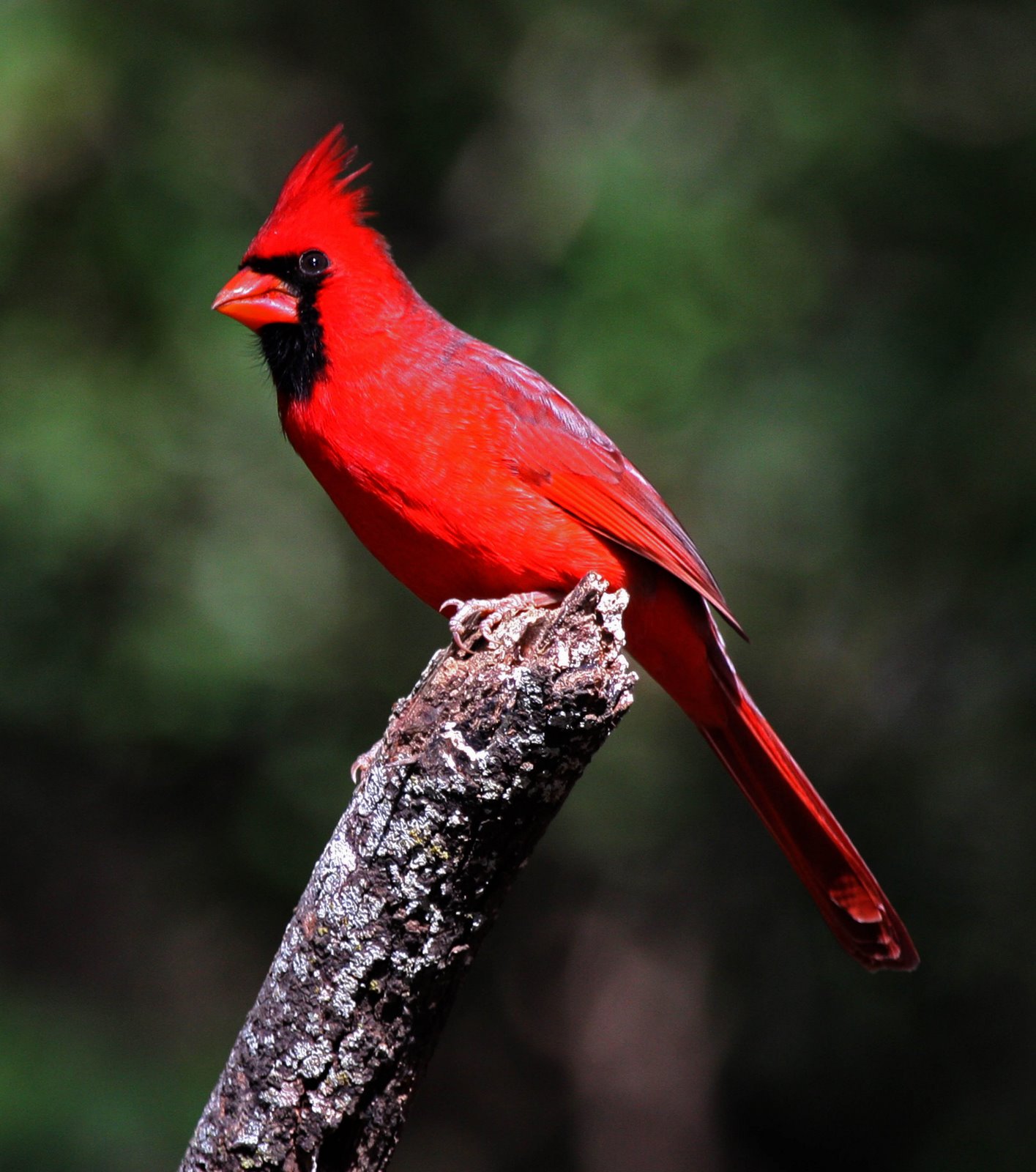  cardinalscardinal birdflying cardinalsweet cardinalsred cardinal 1415x1600