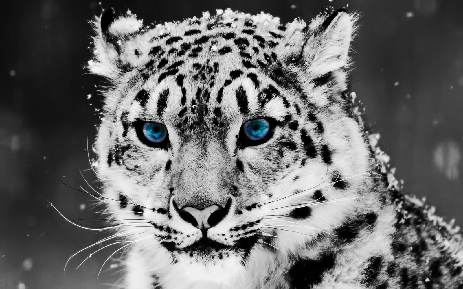 Snow White Leopard Blue Eyes HD Wallpaper Epic Desktop Background