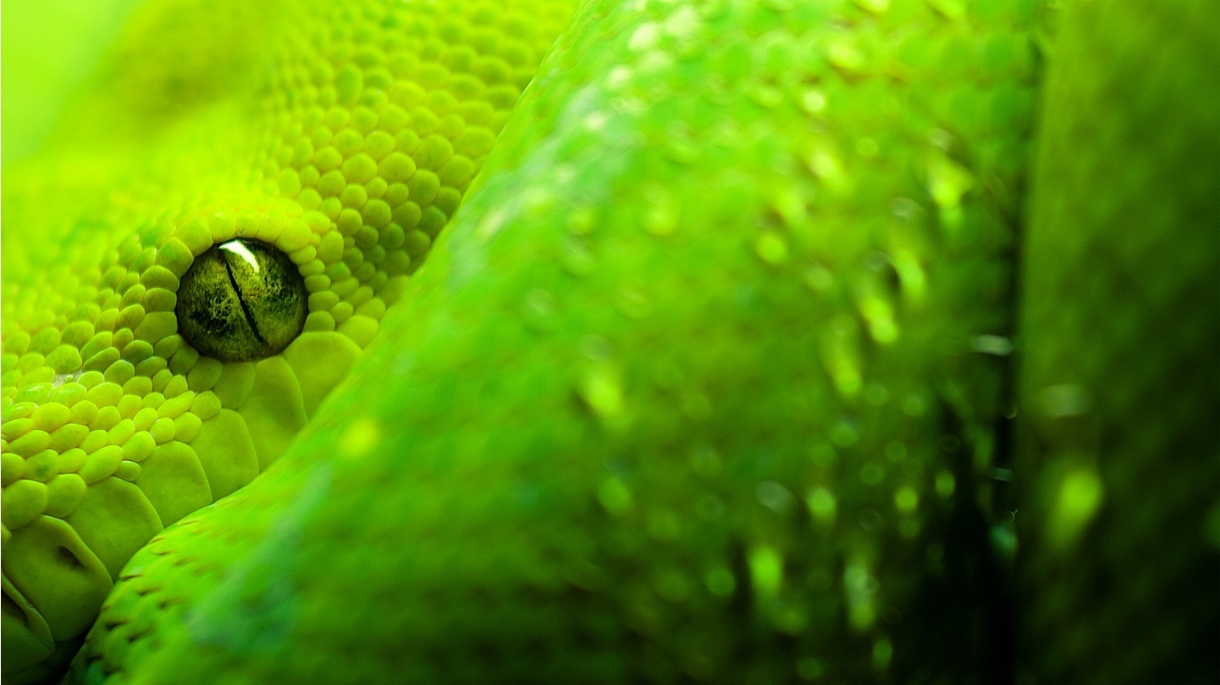 Green Image Snake HD Wallpaper And Background Photos
