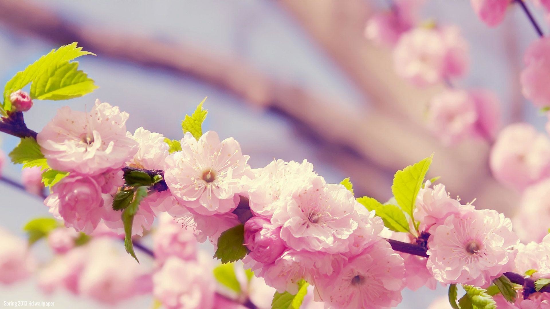 Floral Desktop Wallpaper