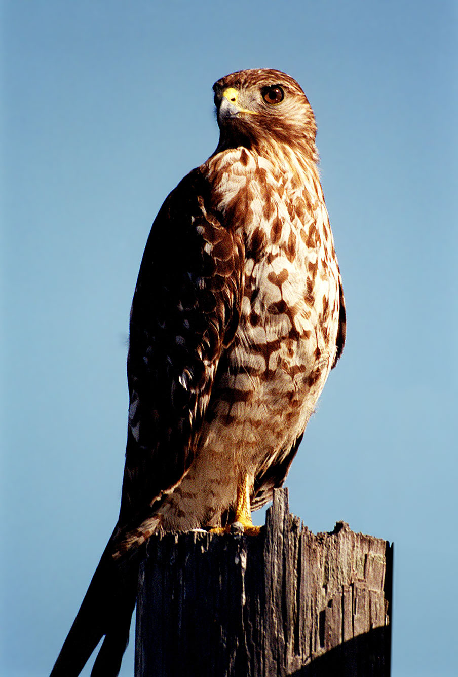 Identification But Most Adults Will Have A Distinctive Red Tail