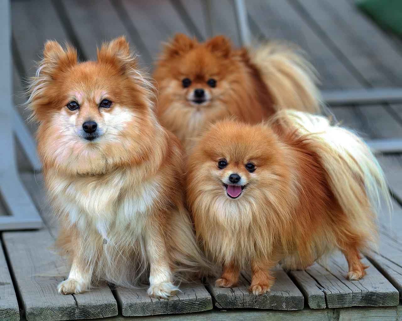 Pomeranian All Small Dogs Wallpaper