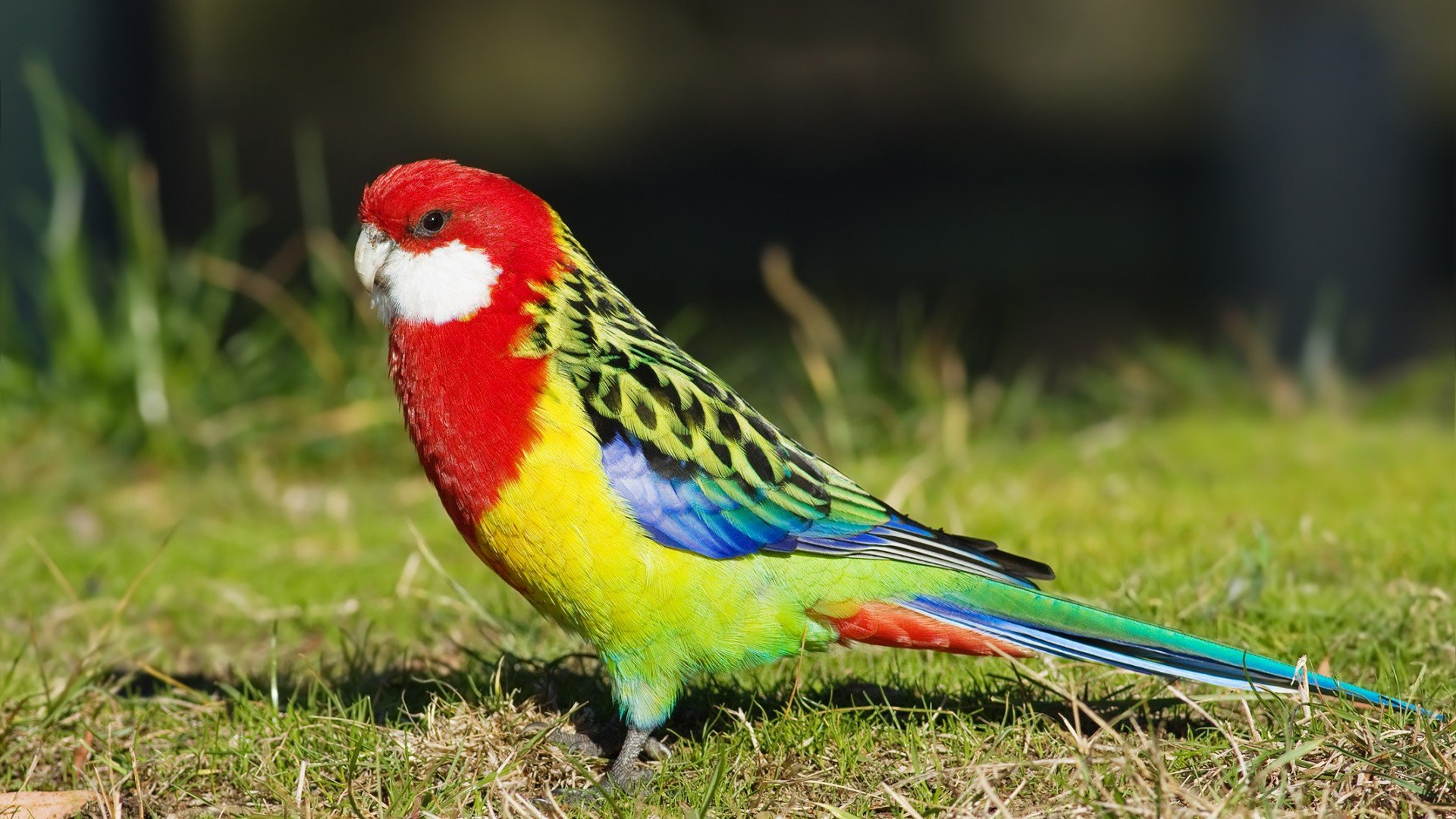 Parakeet Budgie Parrot Bird Tropical Wallpaper