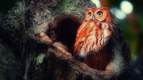 Burrowing Owl Windows Desktop Background HD Wallpaper