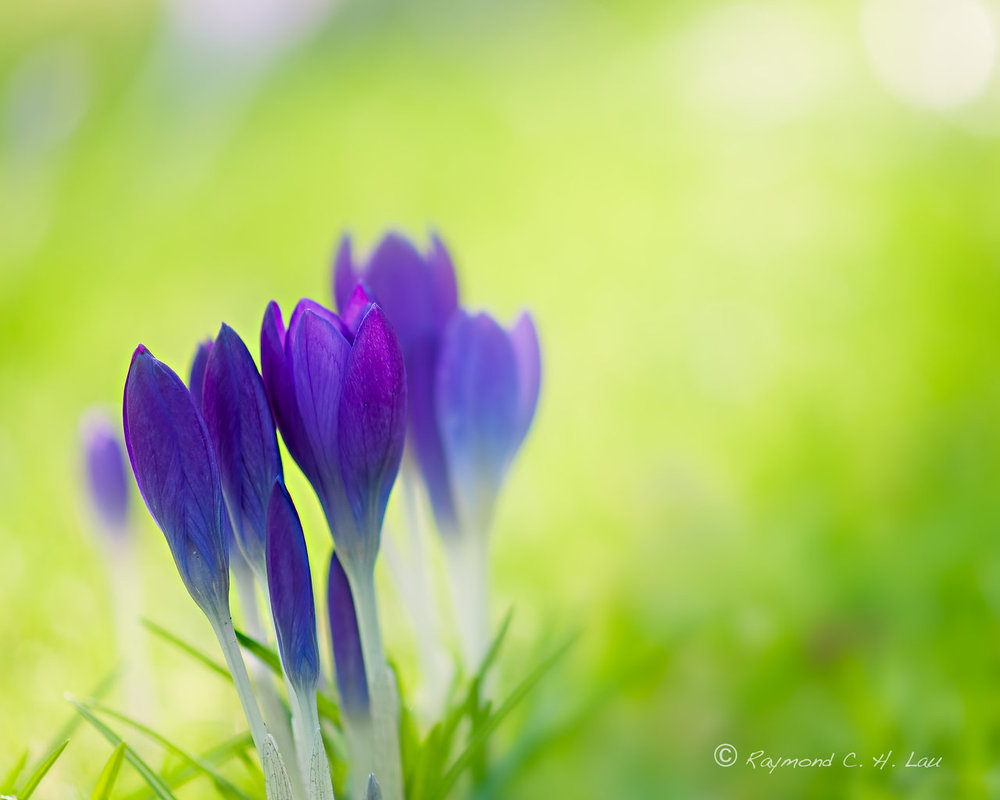 Early Spring by Raylau on