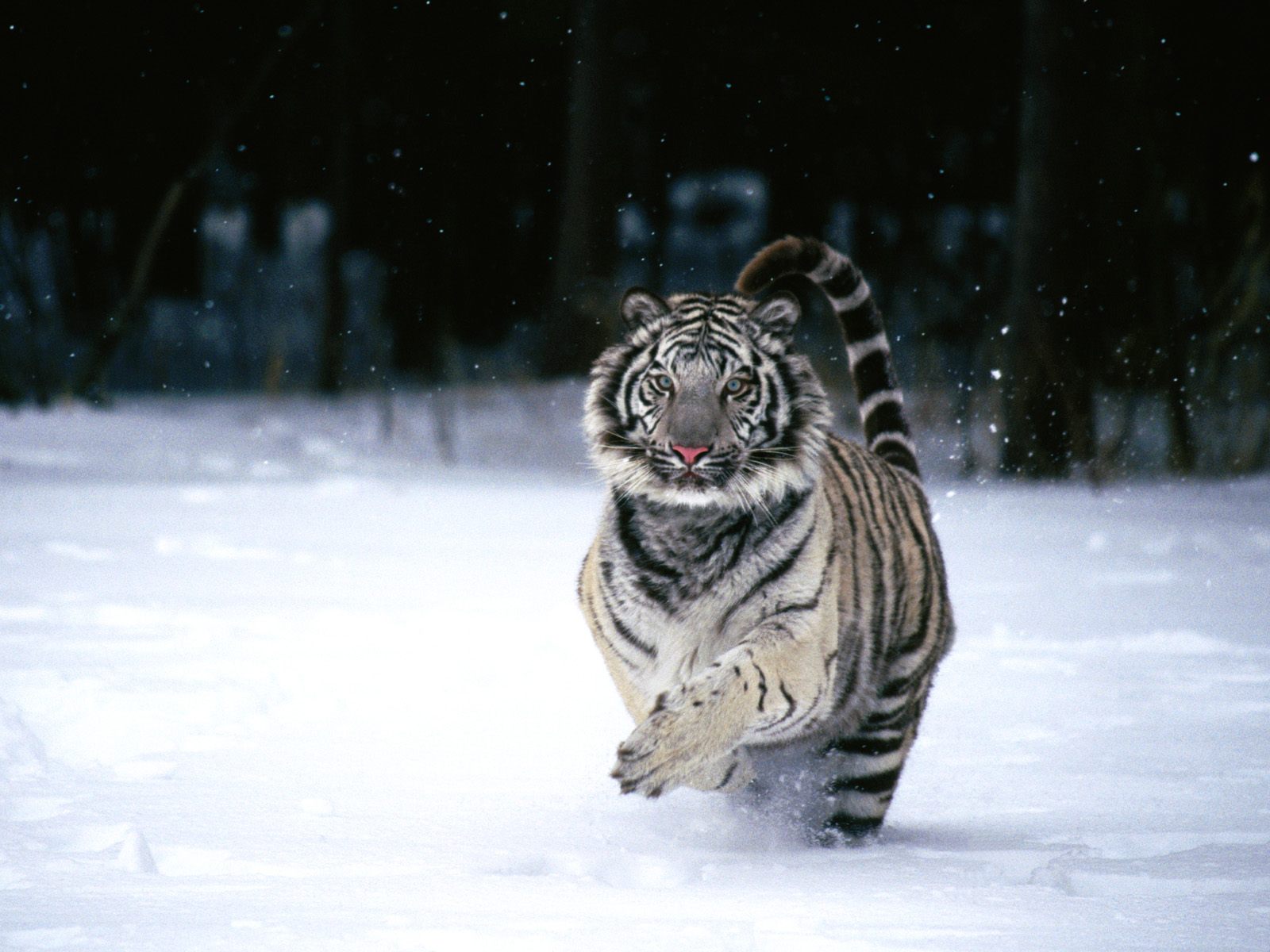 White Tiger Animal Desktop Wallpaper HD 3d