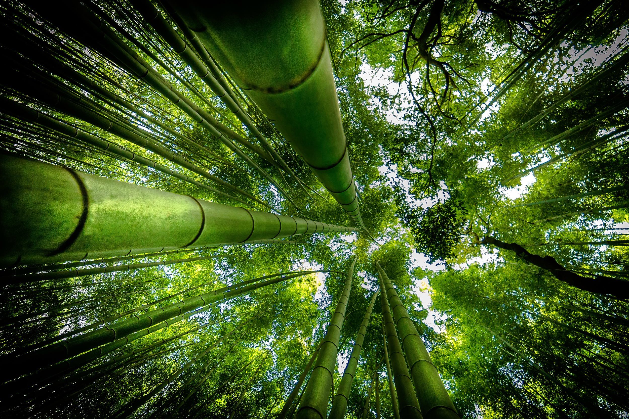 Bamboo HD Wallpaper And
