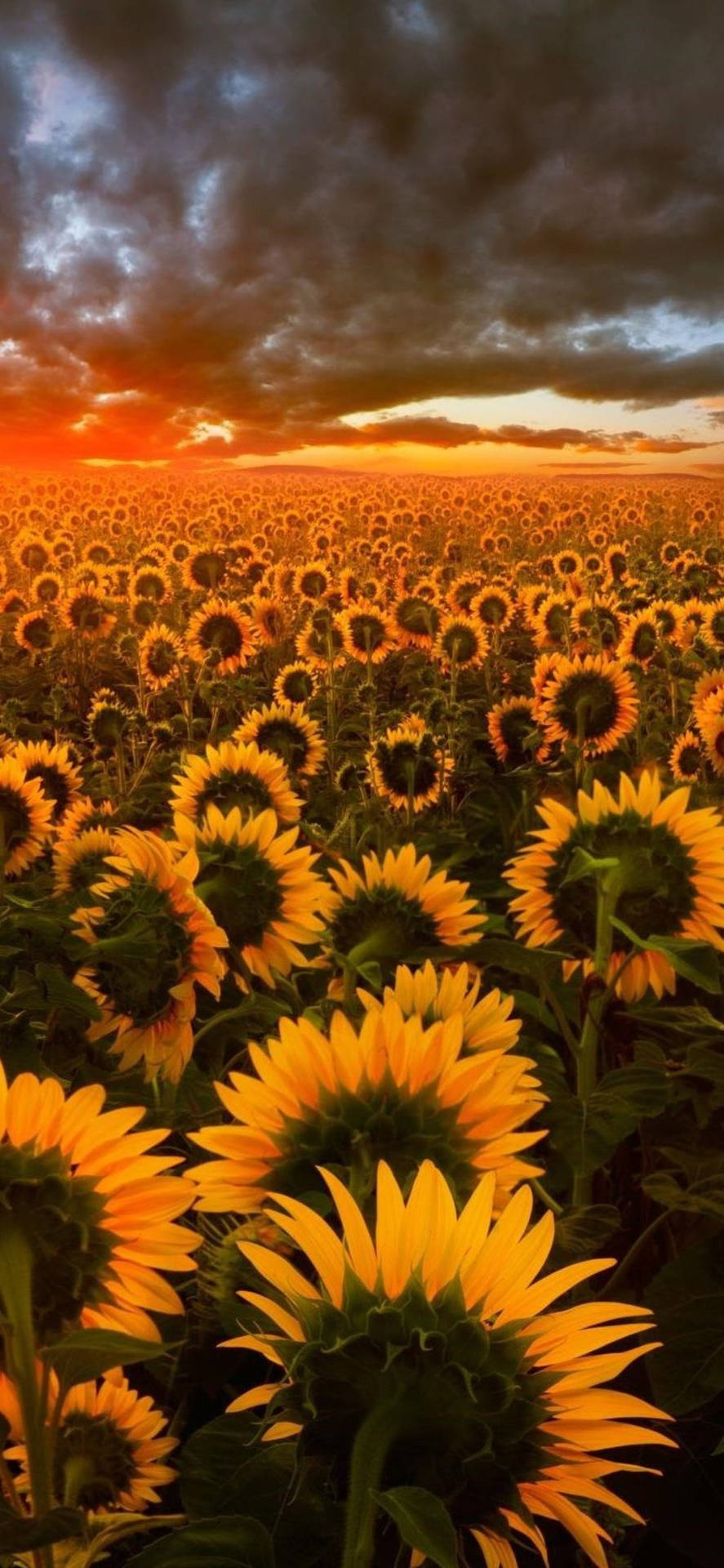 Sunflower Field Wallpaper