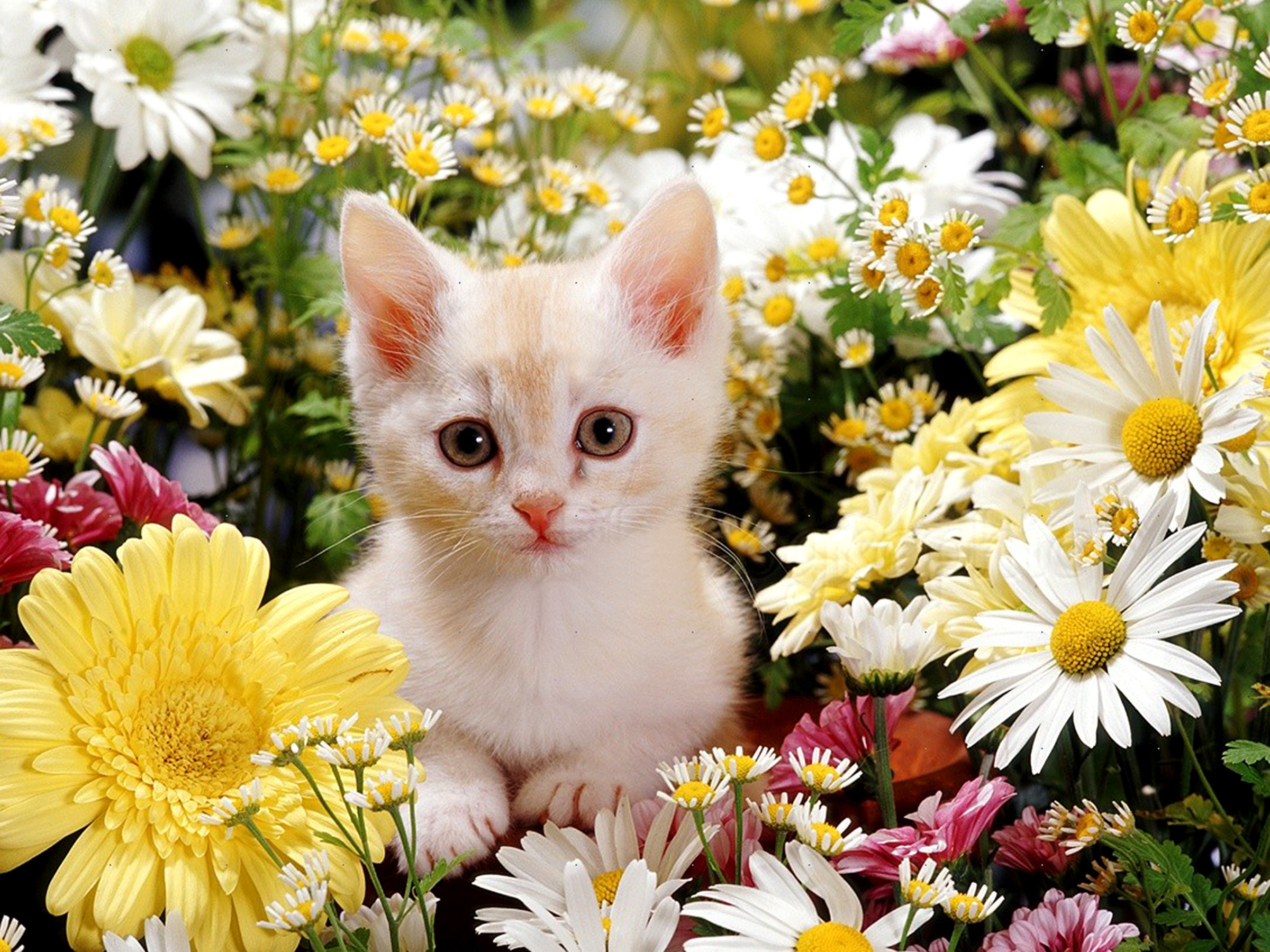 An adorable light orange and white kitten sits peacefully amidst a colorful array of daisies and other flowers, creating a heartwarming and charming scene