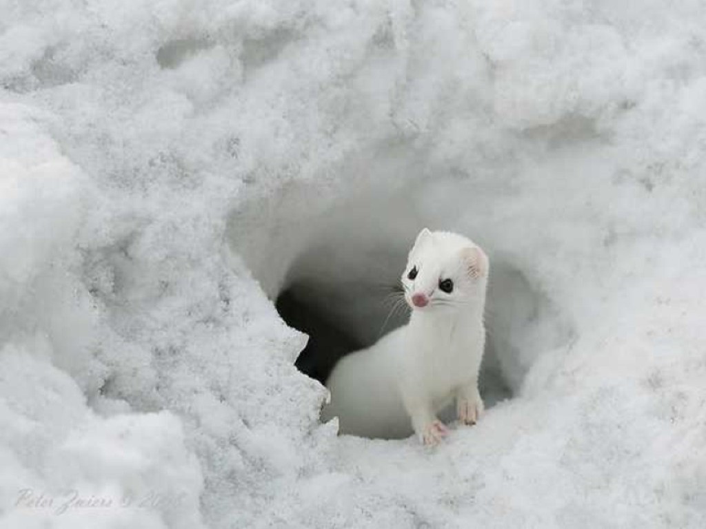 Lovely Wallpaper Little Cute Animals