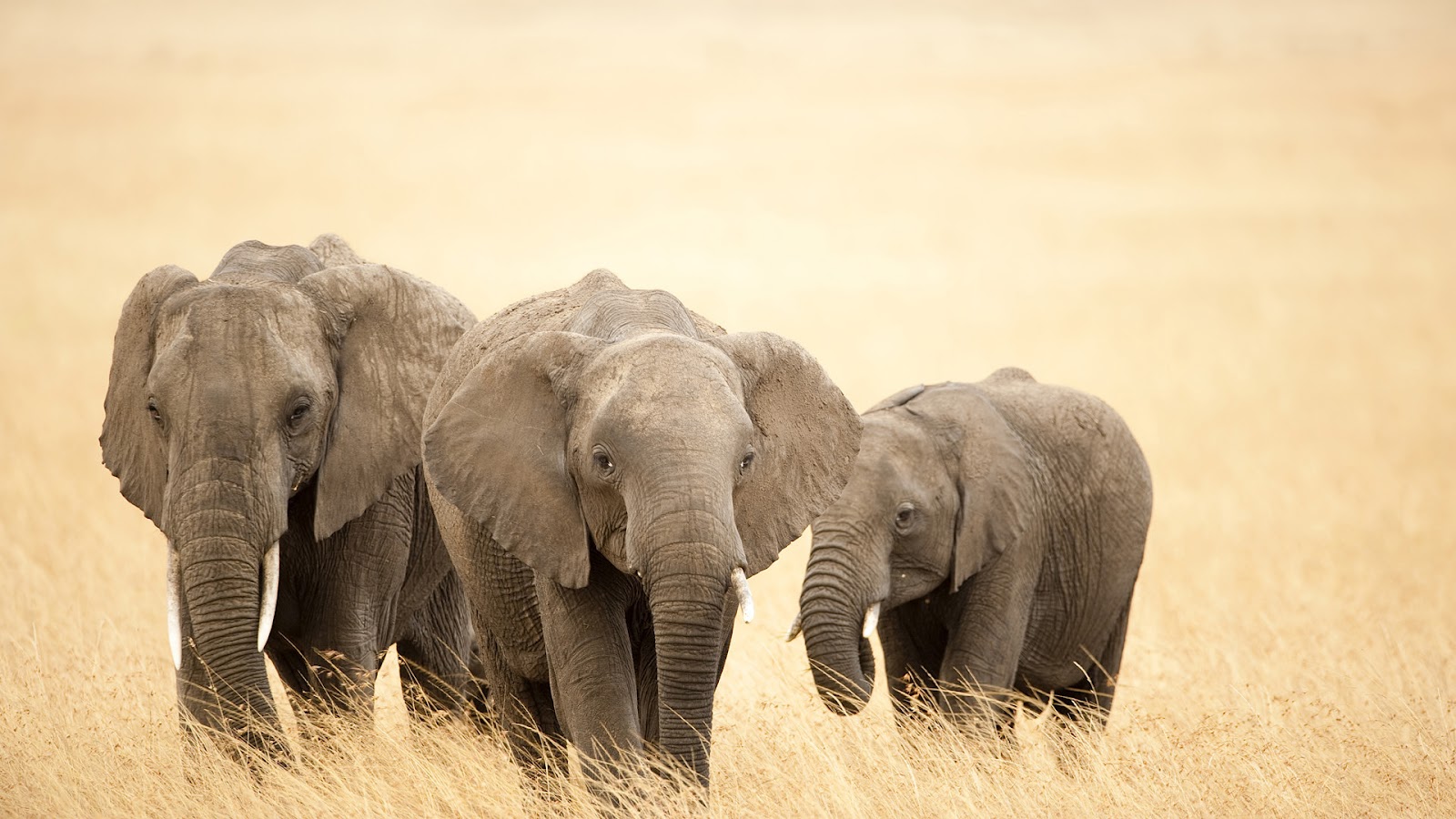 HD animal wallpaper of a group of elephants HD elephant wallpaper