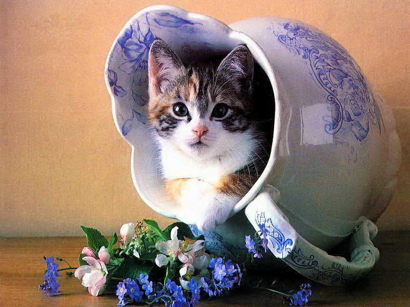 Cat Flowers Hidden In A Safe Place Animals Cats HD Wallpaper