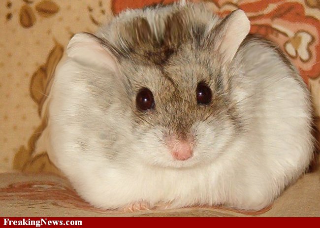 Funny Fat Hamster Wallpaper Animal