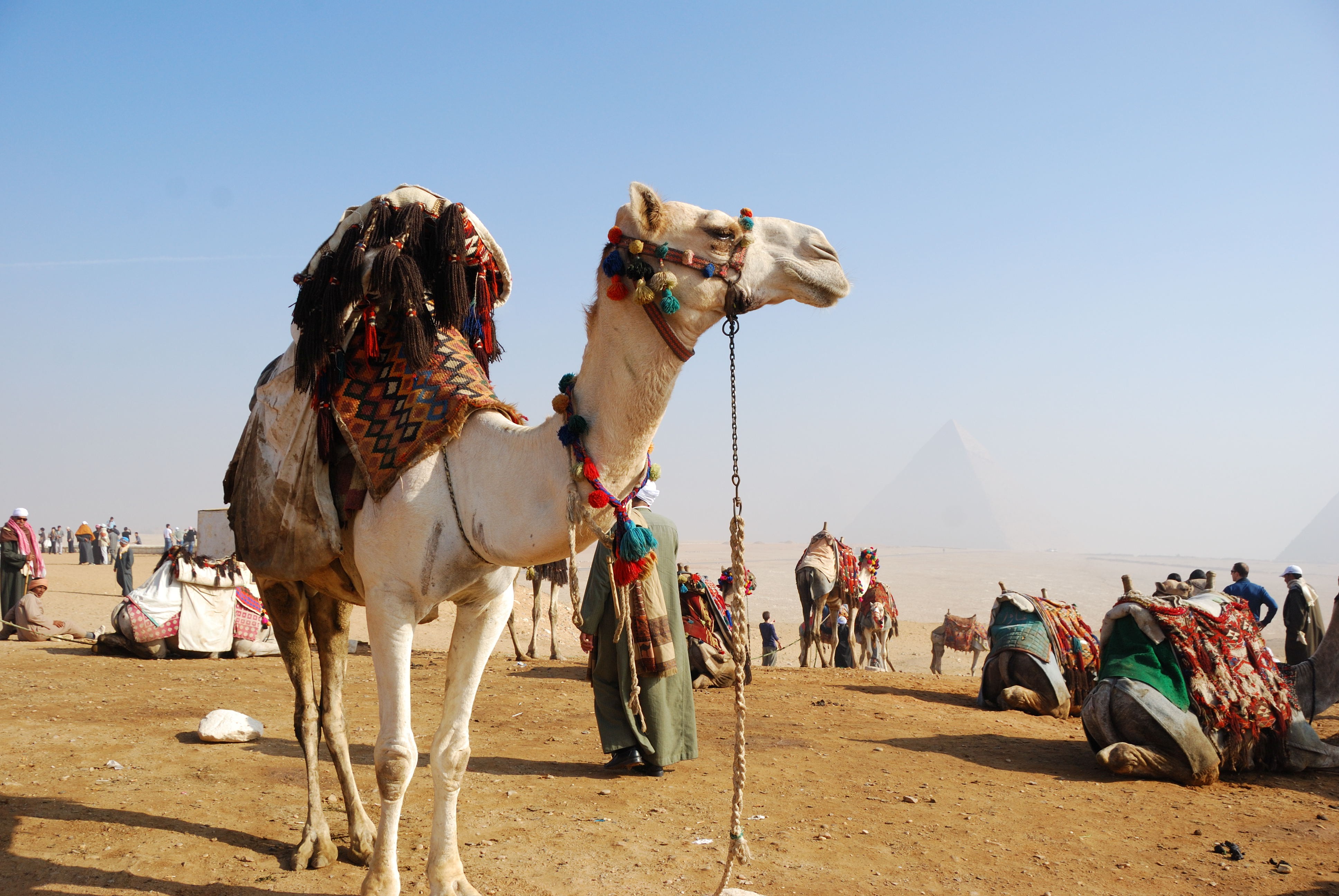 Camel For Riding In Egypt Country HD Animal Wallpaper