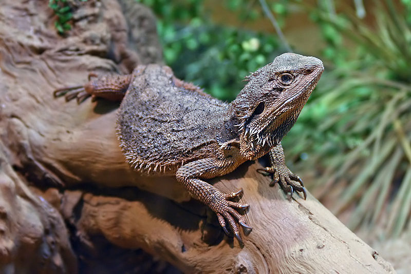 Bearded Dragon Wallpaper