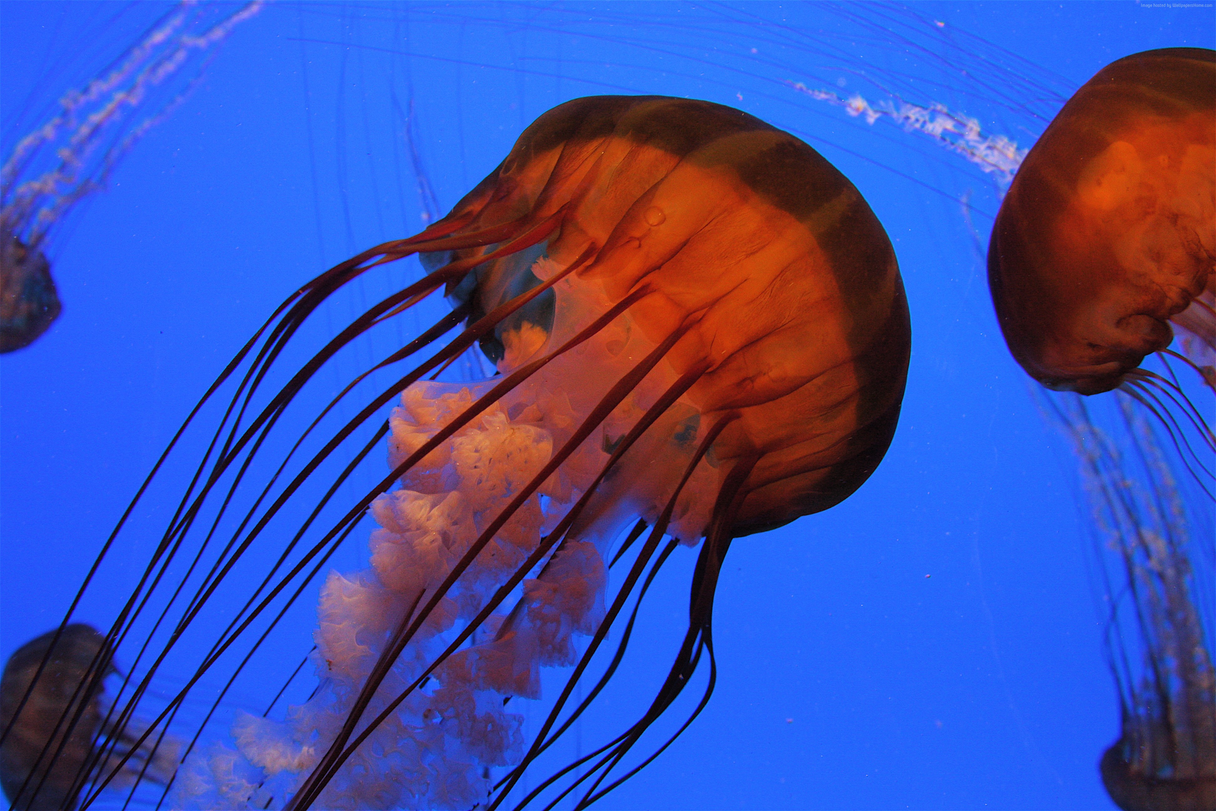 Pacific Sea Tle Atlanta Water Tourism Jellyfish 4k