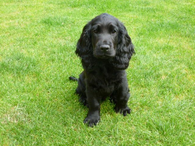 Stunning Black Cocker Spaniel Puppy For Sale Westbury Wiltshire