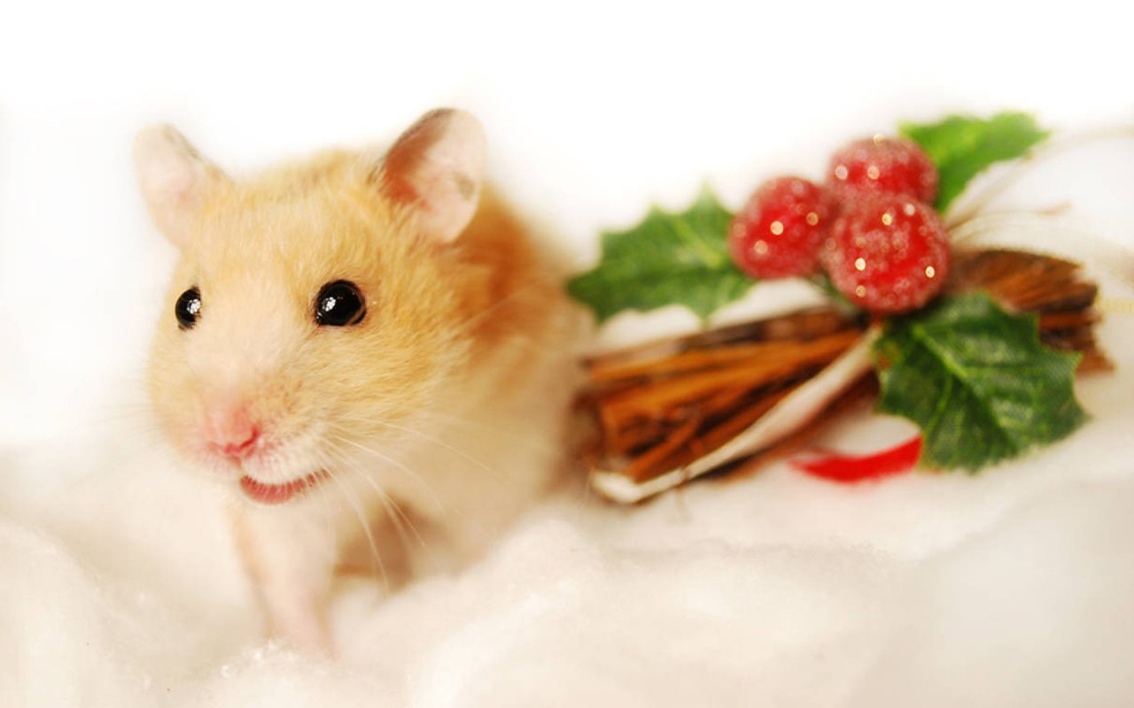 Hamster With Christmas Wallpaper