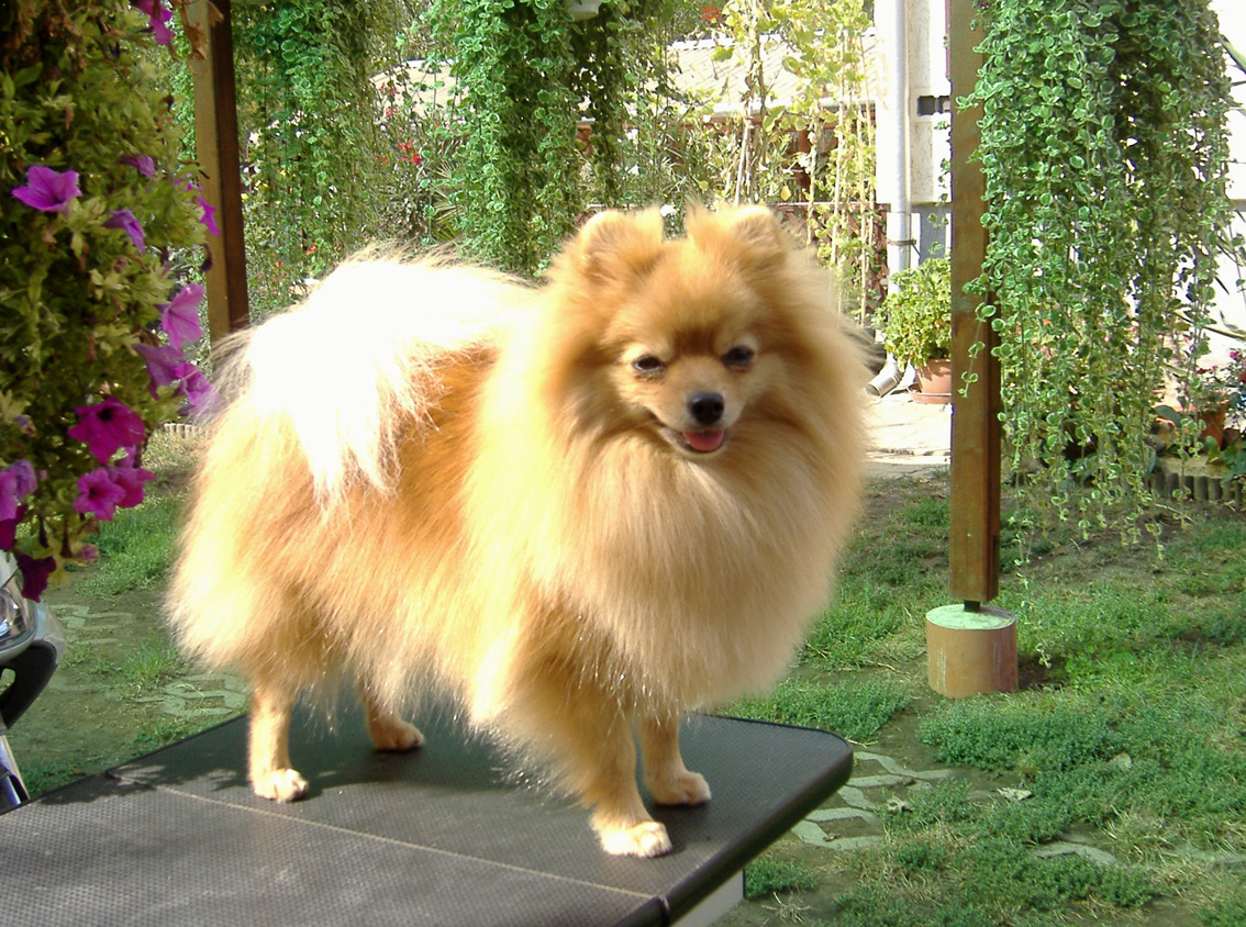 German Spitz In The Forest Photo And Wallpaper Beautiful