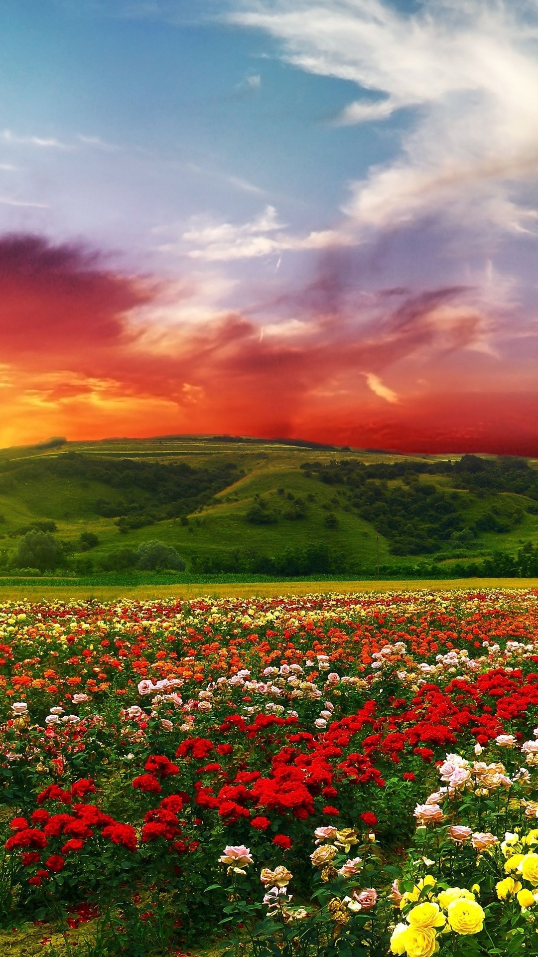 Beautiful Flowers With Colorful Clouds 4k Ultra HD Wallpaper