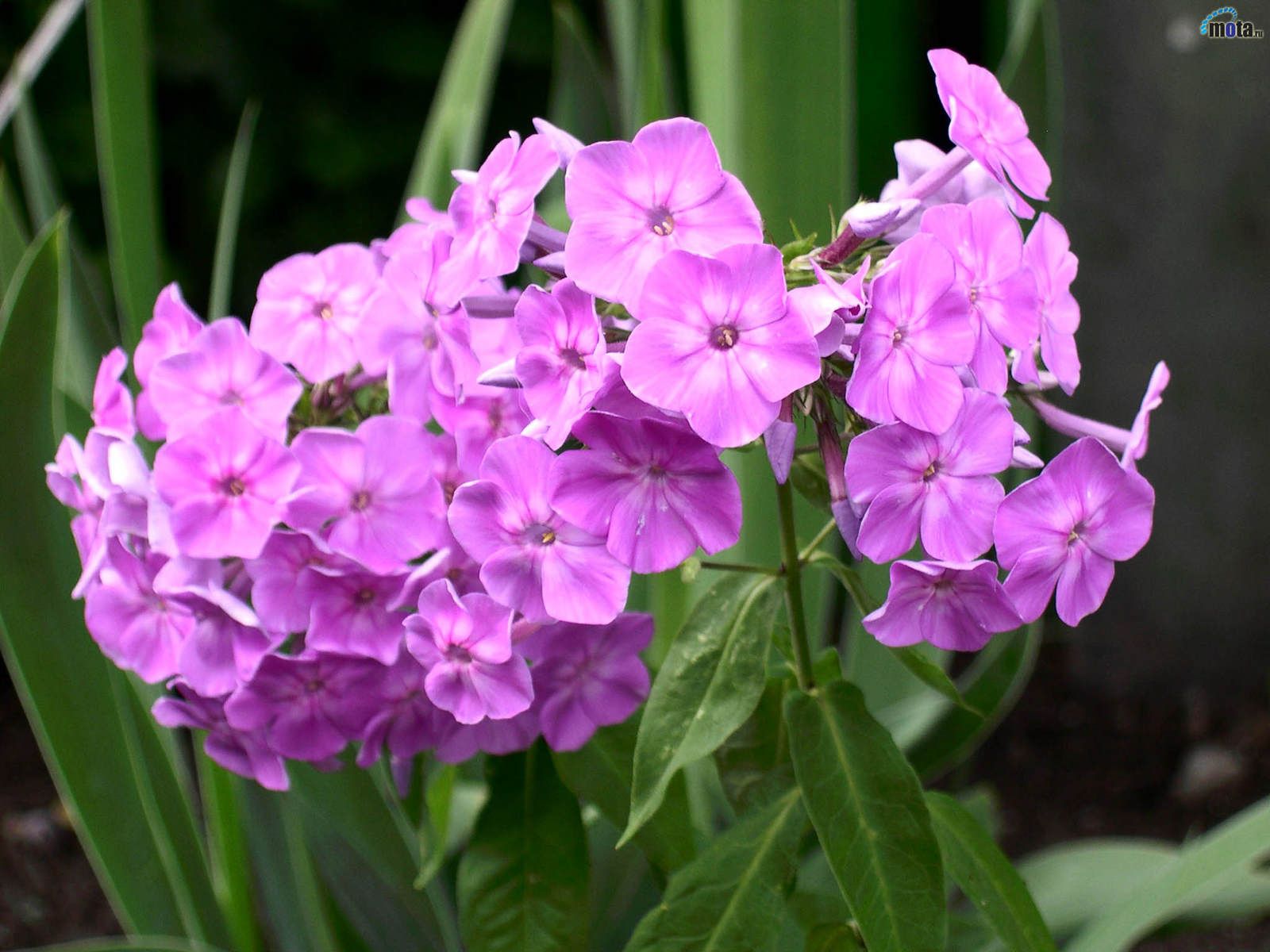 Related Wallpaper Flowers Pink Hydrangea This