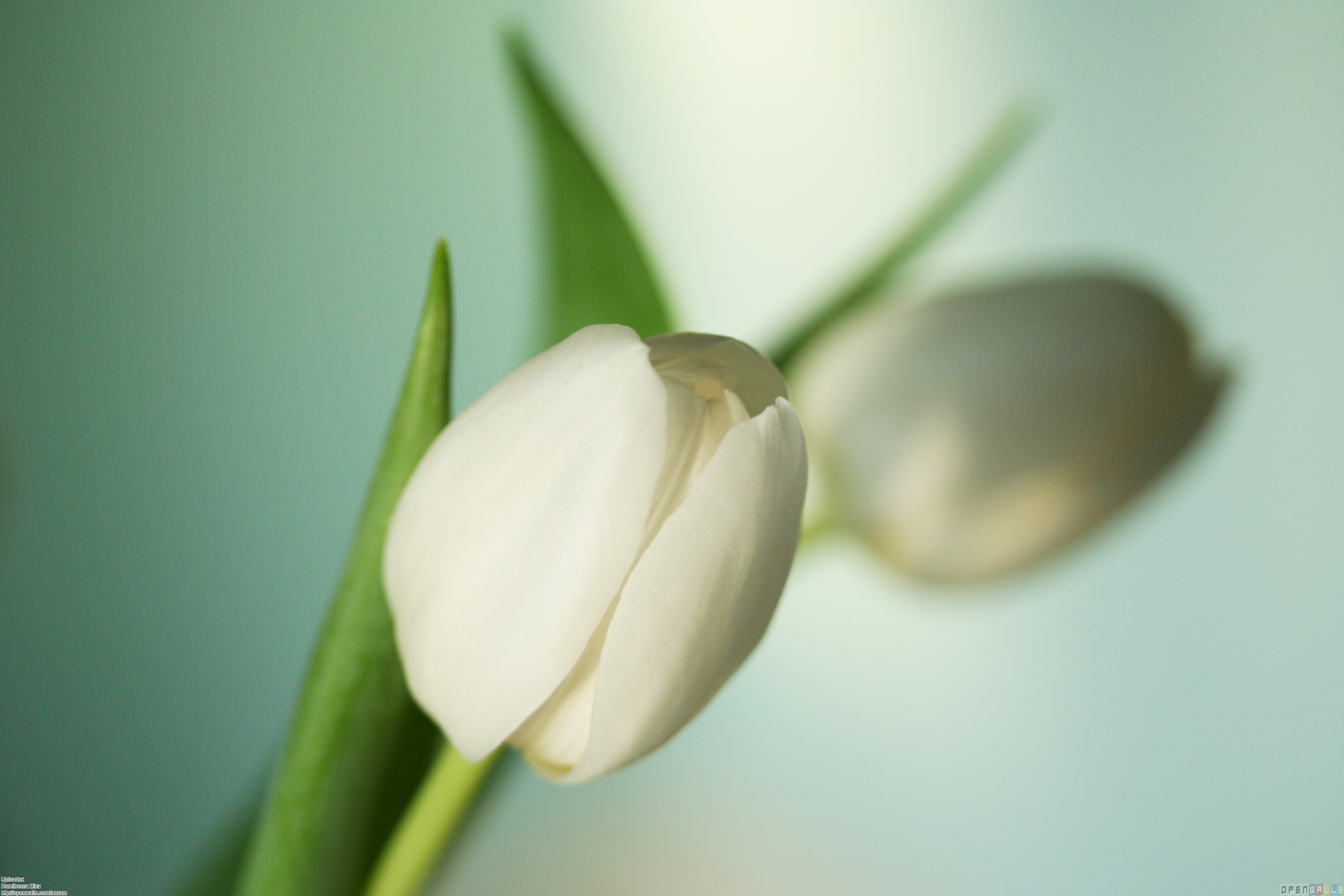 Download wallpapers white tulips beautiful white flowers tulips on a  yellow background bouquet of tulips for desktop with resolution 2880x1800  High Quality HD pictures wallpapers