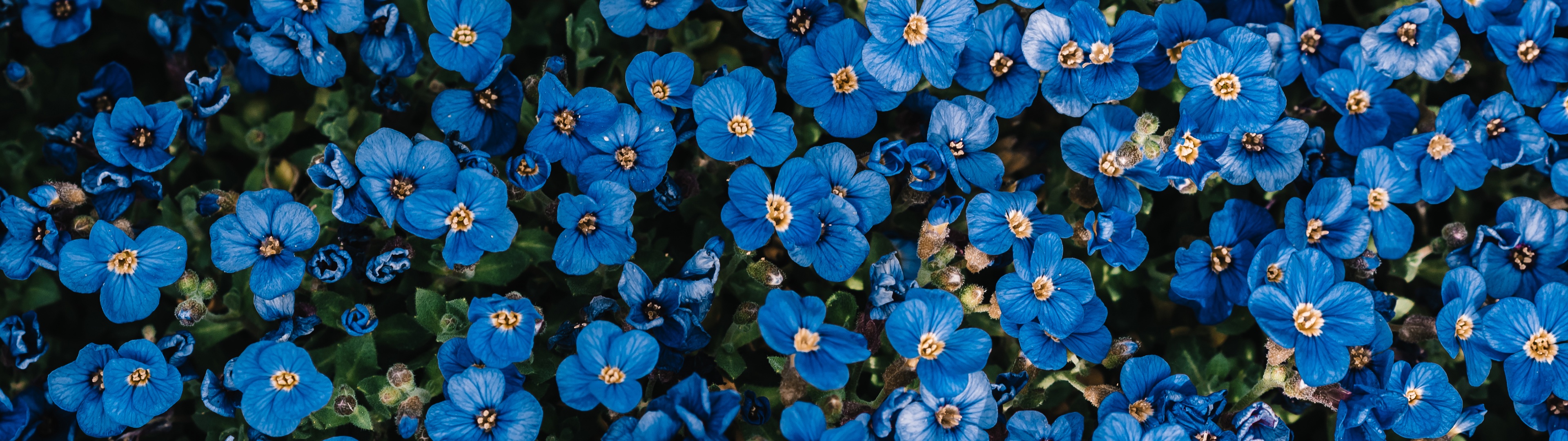 Blue Flowers 3d Cave Wallpaper HD