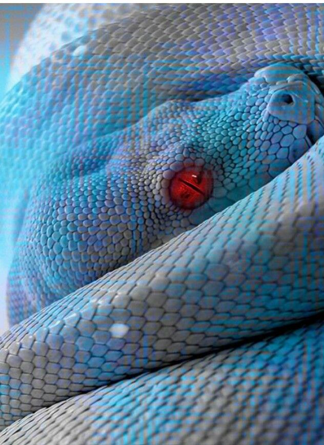Red eyed blue snake beauty Beautiful snakes Snake wallpaper 632x868