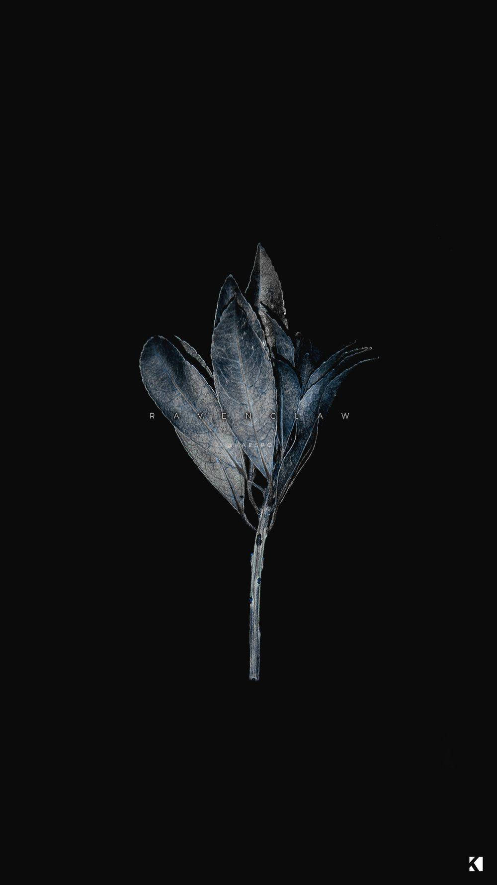 Black Aesthetic iPhone Wallpaper