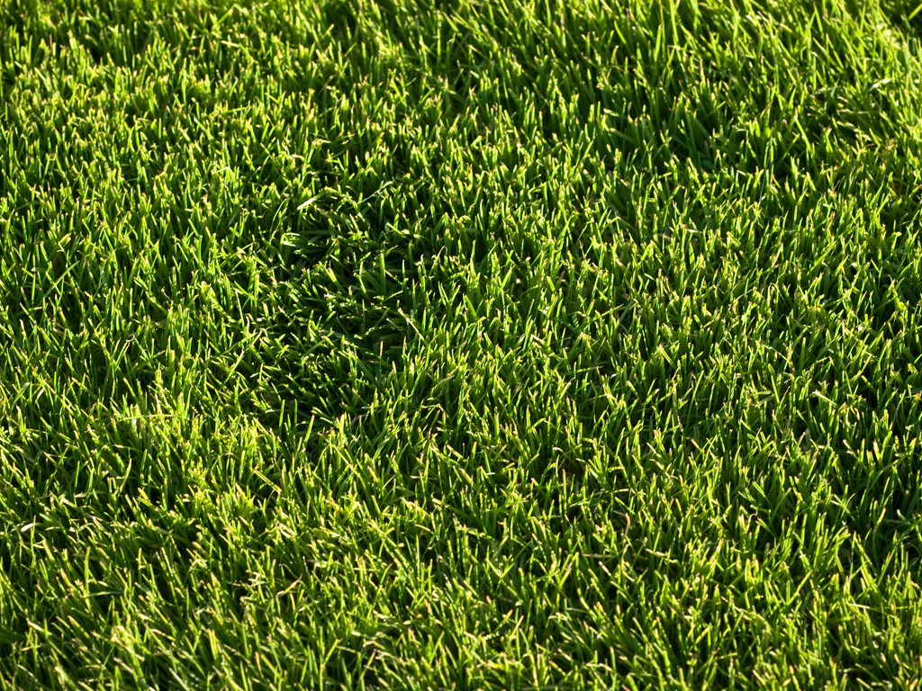 Related Pictures Dark Green Grass Texture Wallpaper And Photo High