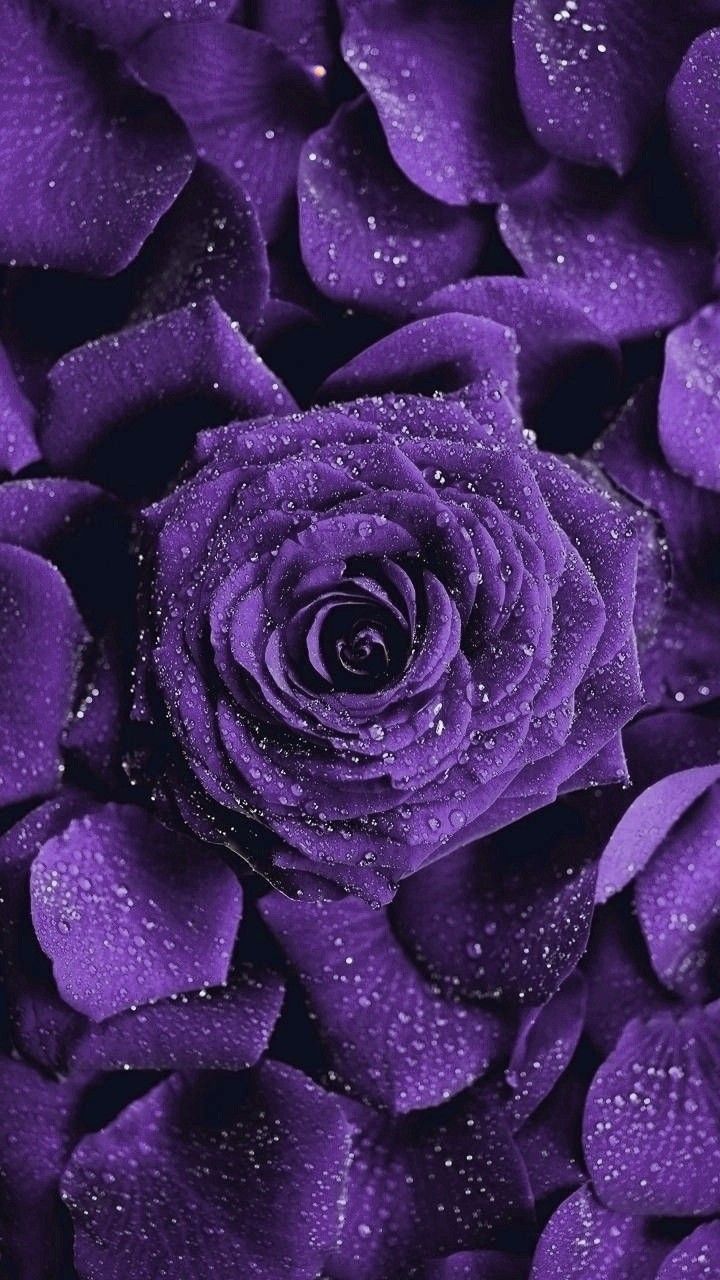 Victoria O Kane On Flower Power Wallpaper Purple Flowers