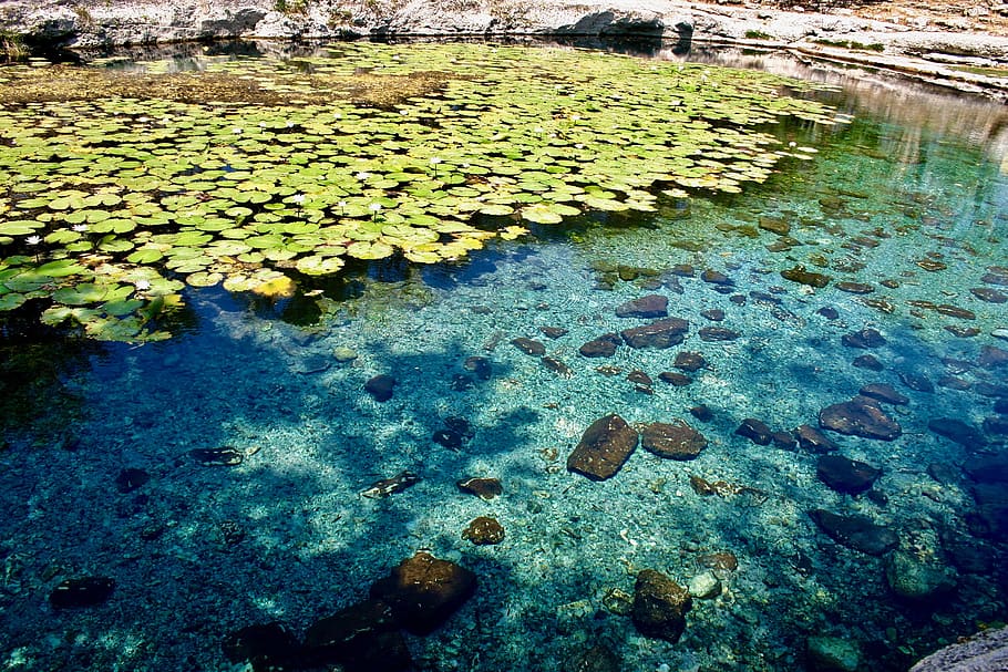 HD Wallpaper Mexico Progreso Nature Plants Clear Rocks