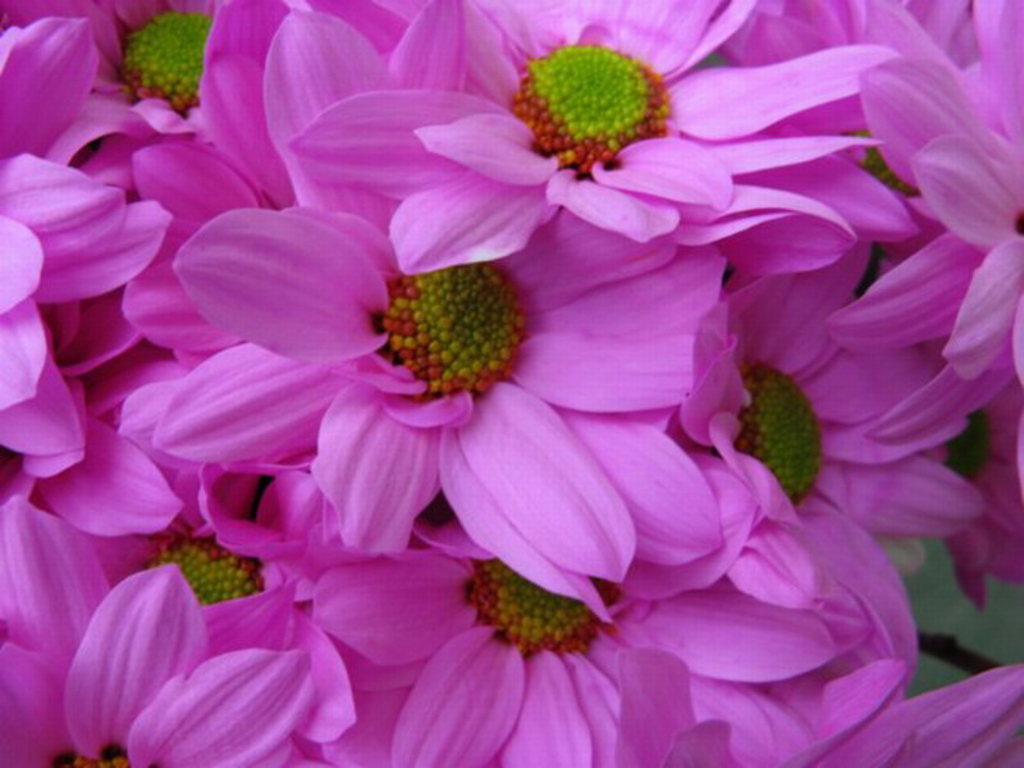 HD WALLPAPERS FOR DESKTOP PINK DAISIES wallpapers 1024x768