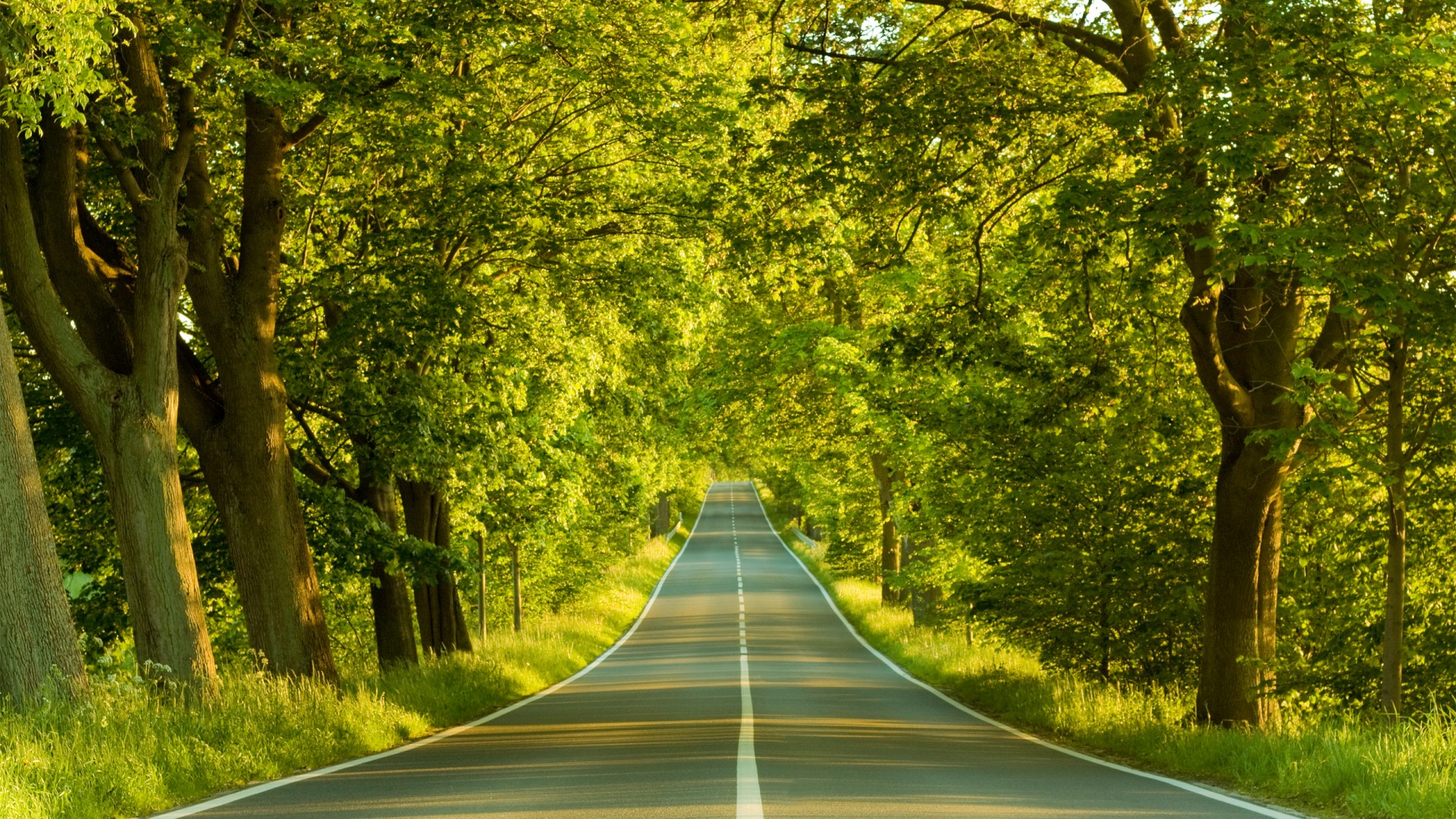Scenic Road Through Lush Green Forest - Free Desktop Wallpaper
