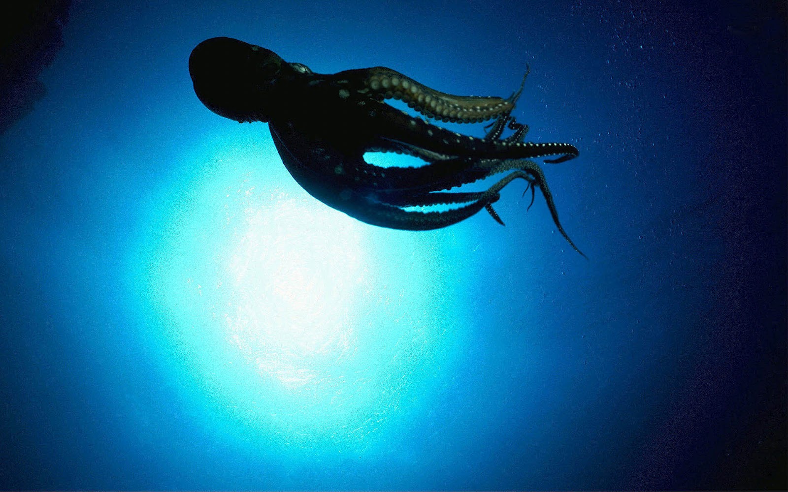 HD Octopus Wallpaper With The Picture Of A Swimming Underwater