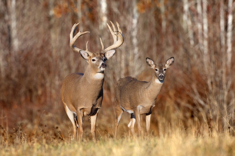 Wildlife Animals Deer Buck Wallpaper